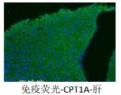 免疫荧光（双标）
