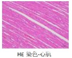 HE染色