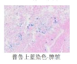 普鲁士蓝染色